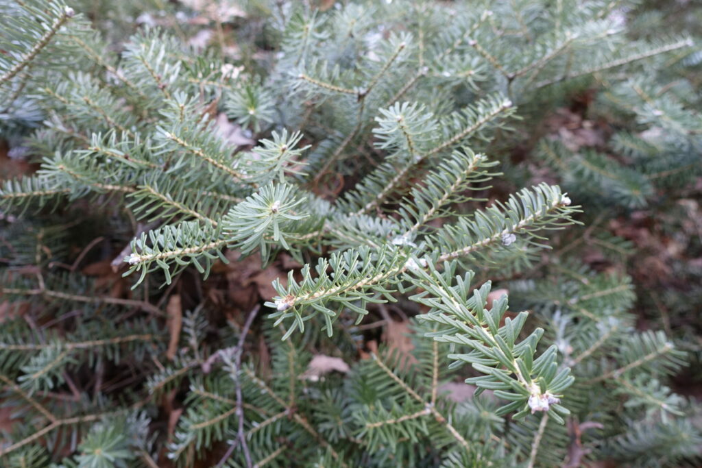 Foliage and form of Abies koreana ‘Prostrate Beauty’