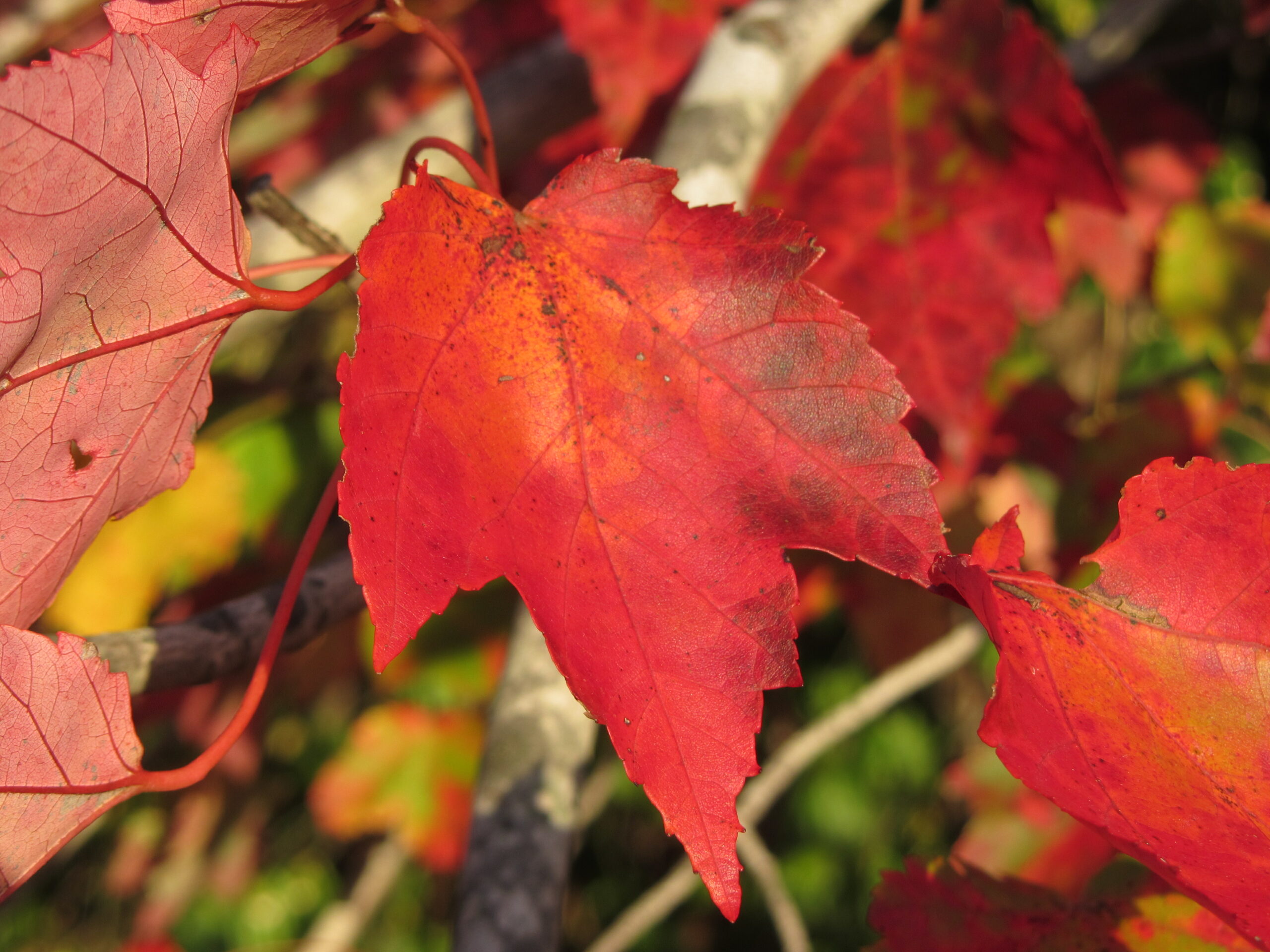 Red Maple  Acer rubrum