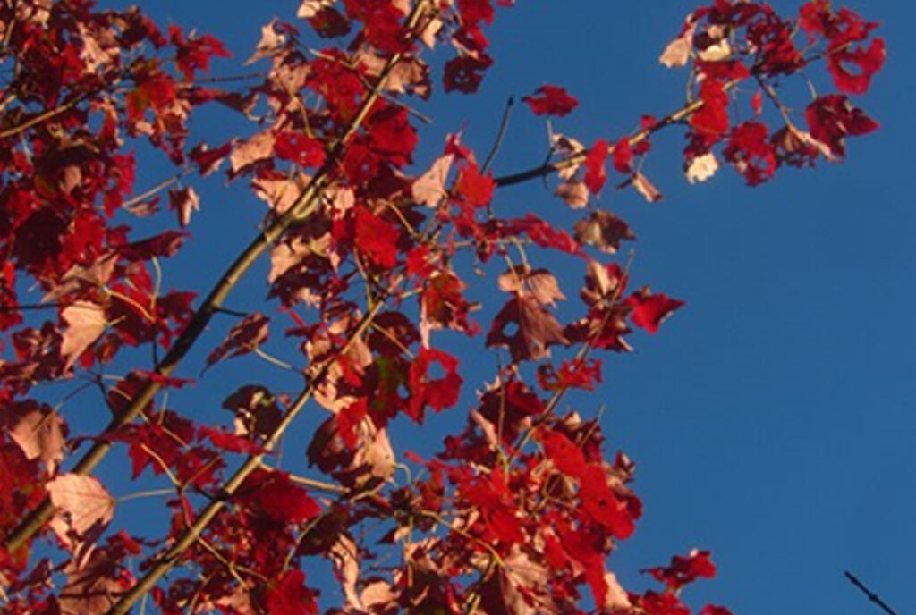 Leaves of Acer rubrum ‘Schlesingeri’ in fall color