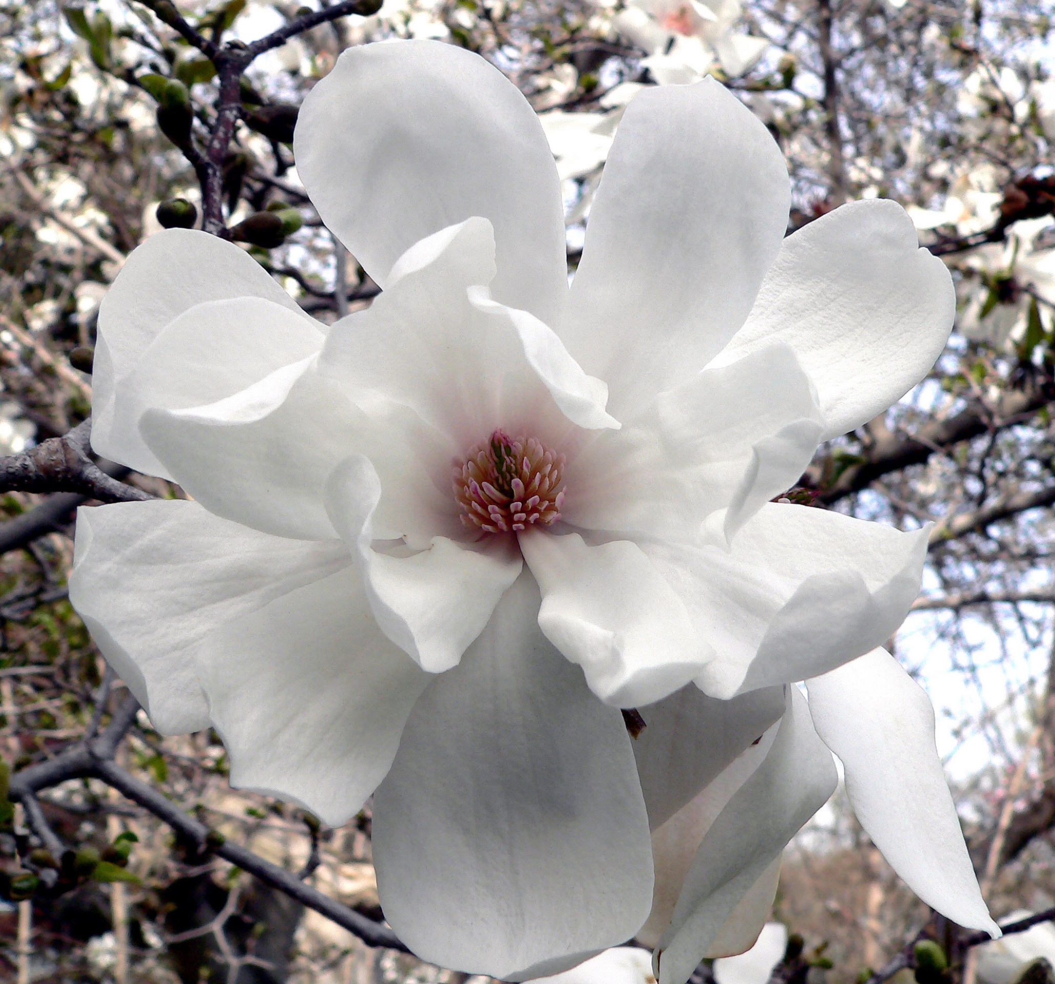 Merrill Loebner Magnolia - Arnold Arboretum | Arnold Arboretum