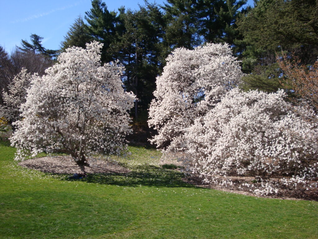 Spectacular flowering in spring