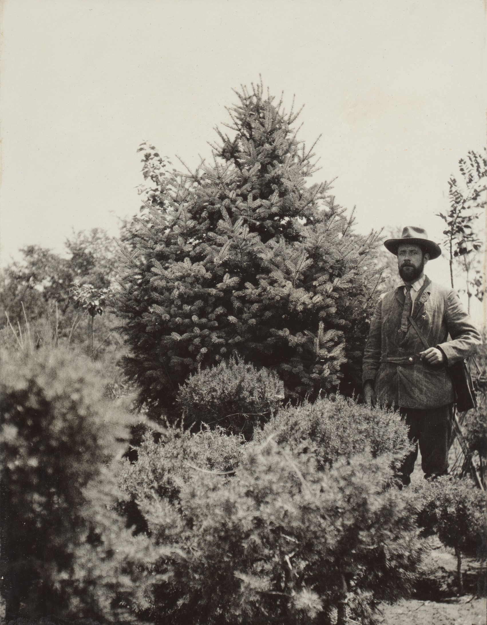 Frank Meyer stands beside a namesake spruce (Picea meyeri) near Beijing in 1907. 