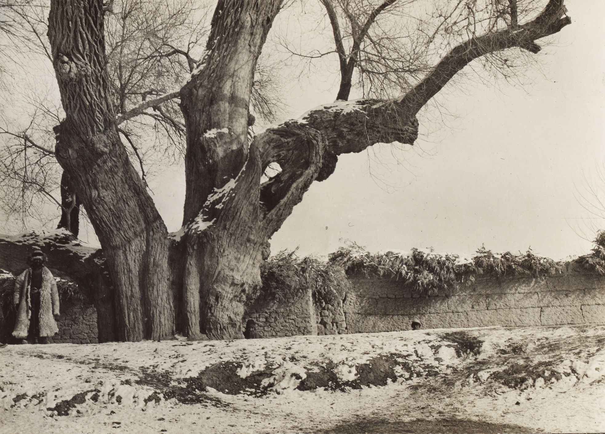 Frank Meyer photographed this massive smooth leaved elm (Ulmus carpinifolia) in Shagran, Xinjiang. 