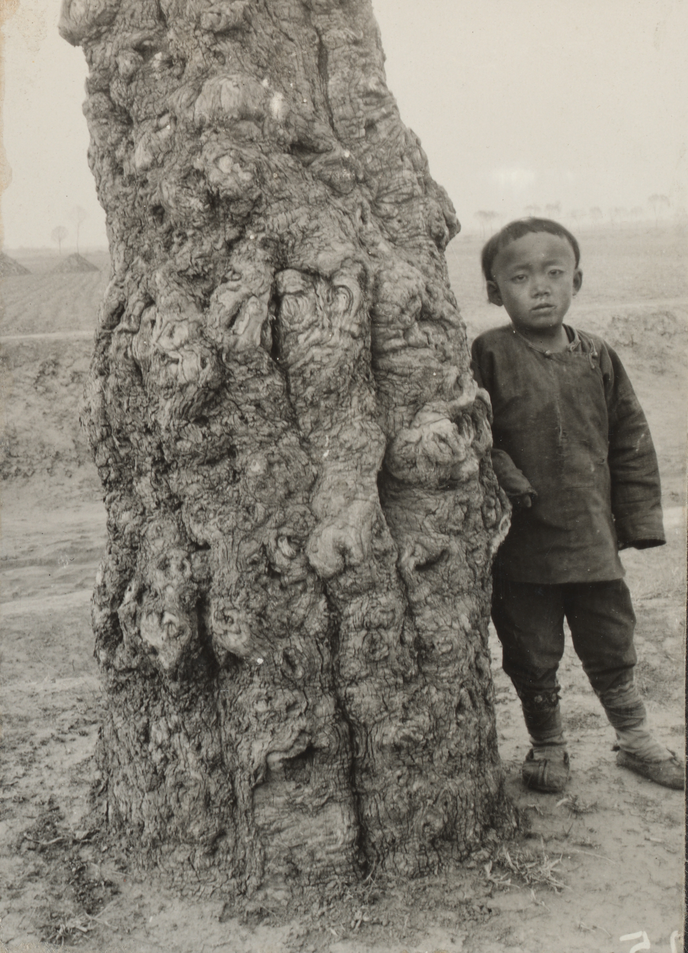 A child stands beside the furrowed trunk of a jujube (Zizyphus jujuba) in Leling, Shandong Province.