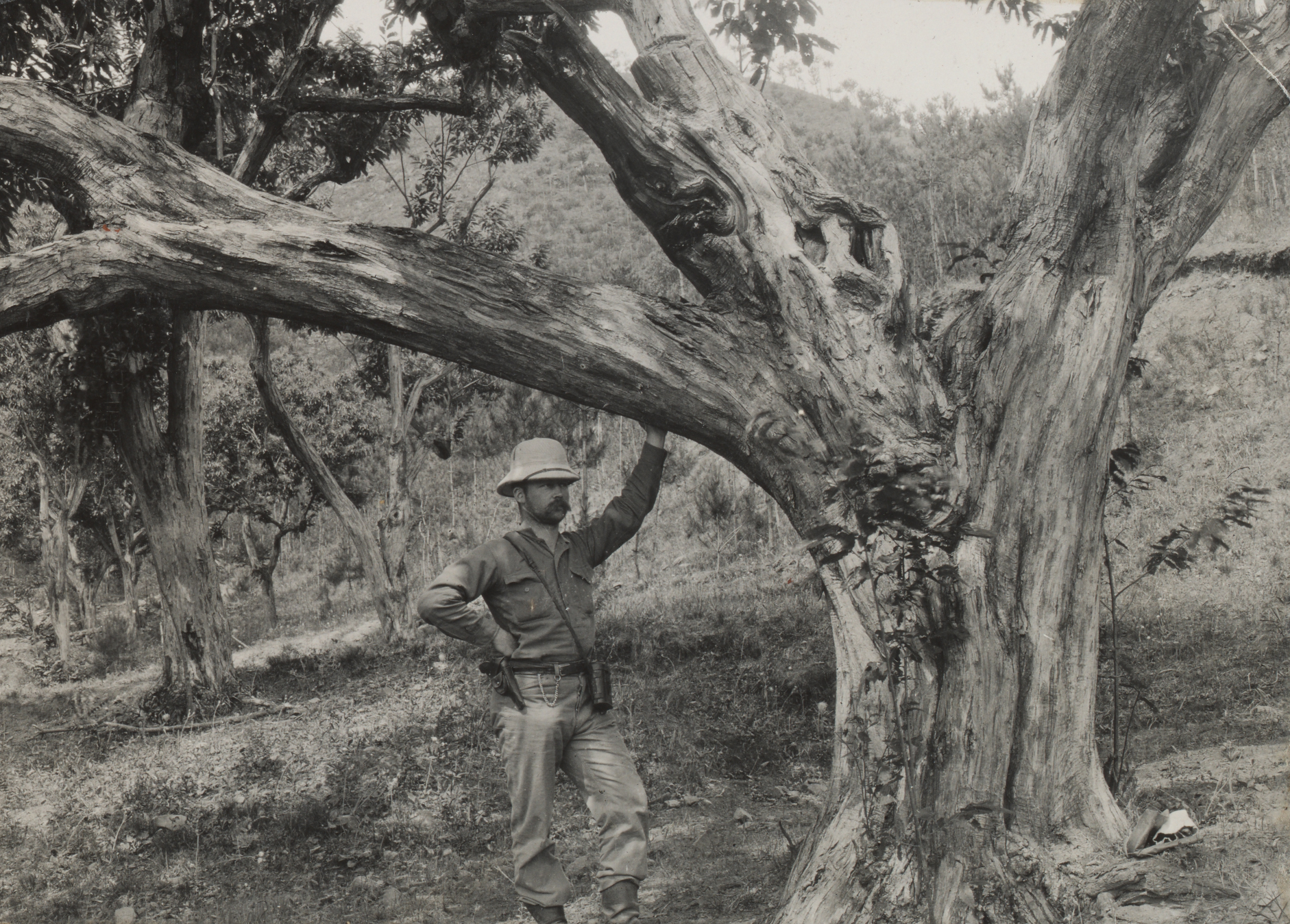 Frank Meyer's assistant Johannis de Leuw stands beside a large chestnut (Castanea mollissima) nea Suntunying, Hebei in 1913. The trunk shows wounds caused by chestnut bark disease.