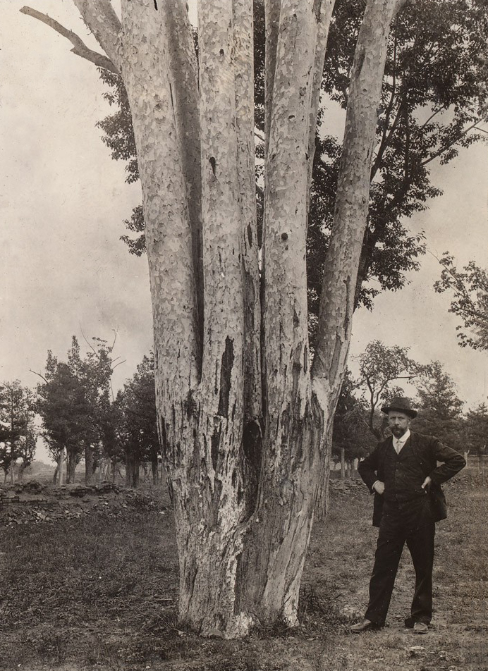 Frank Meyer stands beside a large lacebark pine (Pinus bungeana) at the Princess Tombs near Beijing. "Note how the Chinese have cut away pieces of bark and made incisions at obtain resin, which all helps to build a fire to cook a meal or some tea water."