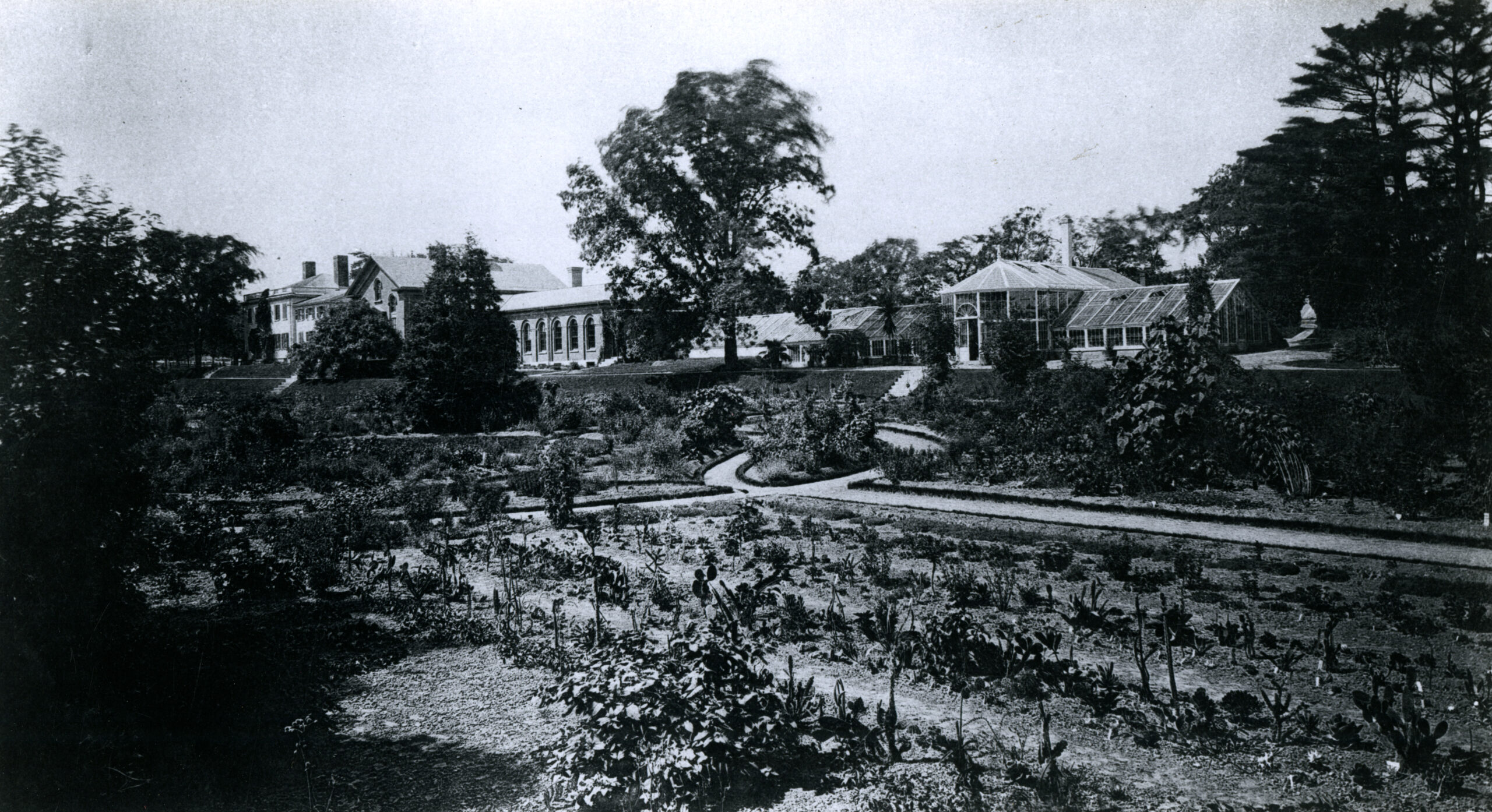 Black-and-white photograph of Harvard Botanical Garden.