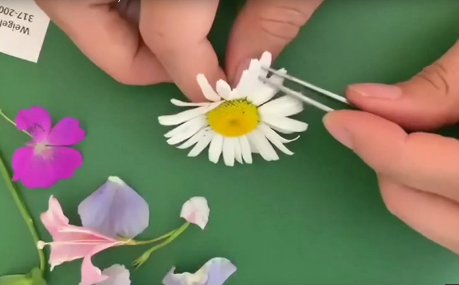 flower dissection hopkins