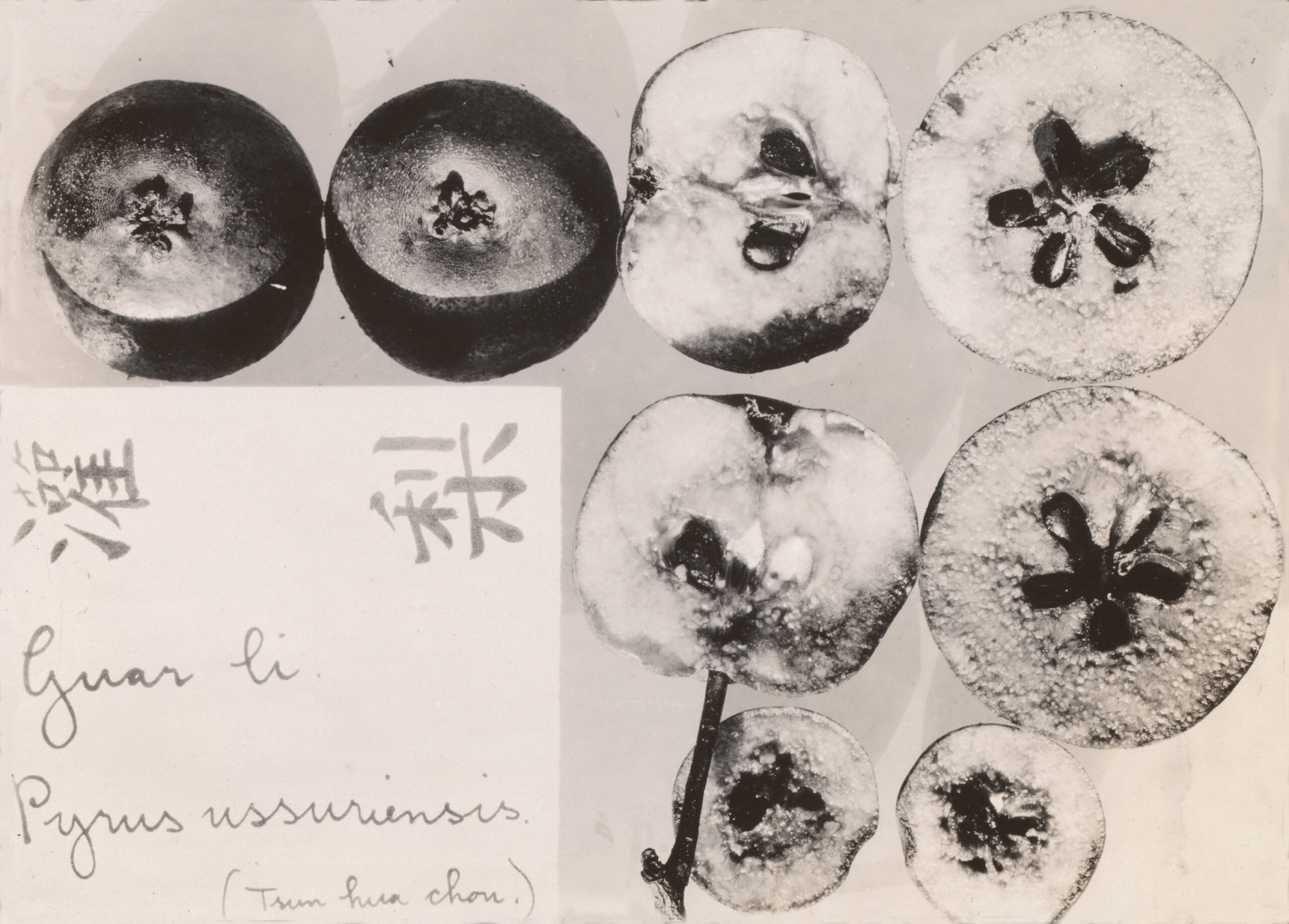 Samples of the Guar Li pear (Pyrus ussuriensis) (natural size) collected by Frank Meyer near Beijing in 1916. 