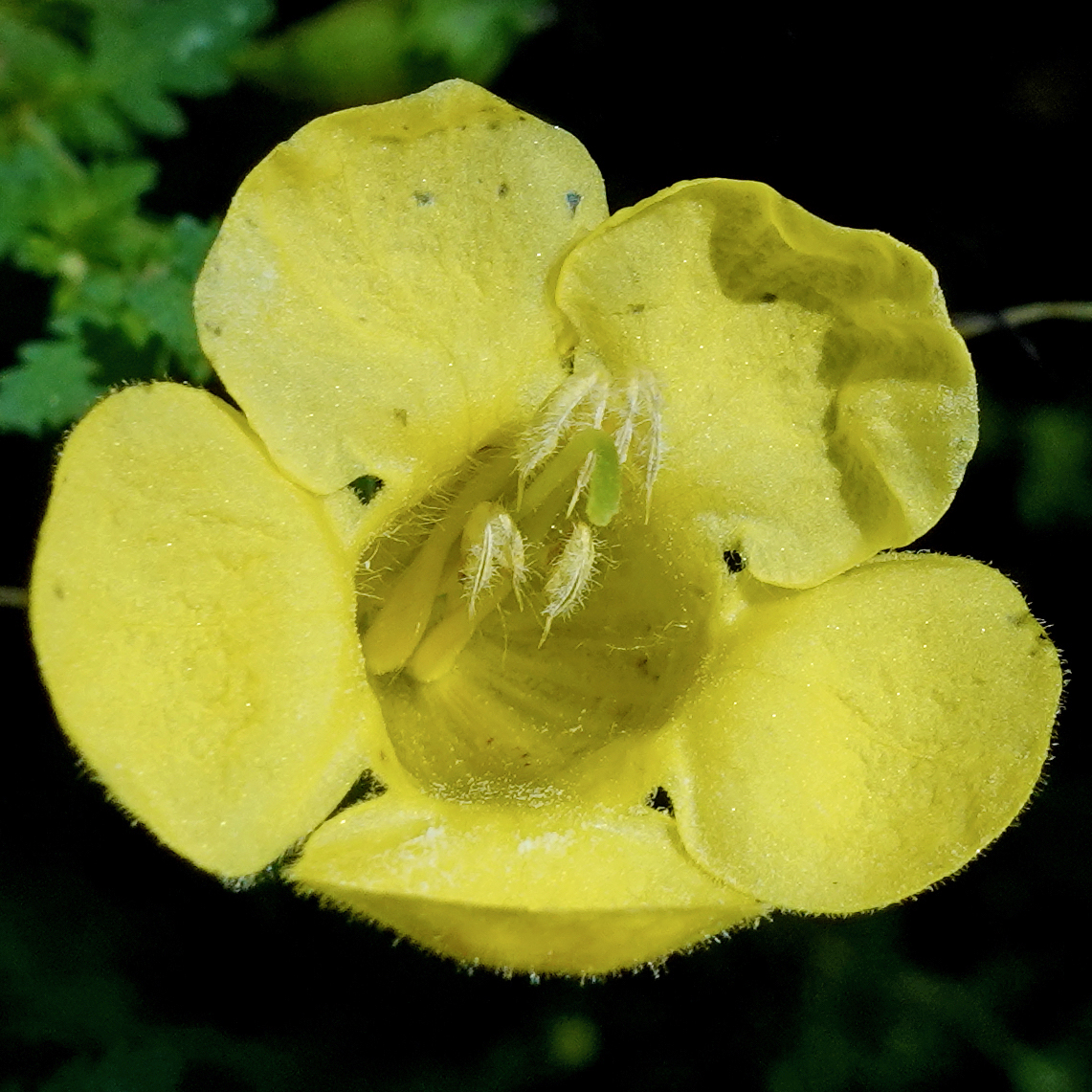 A Hemiparasite in the Arnold Arboretum