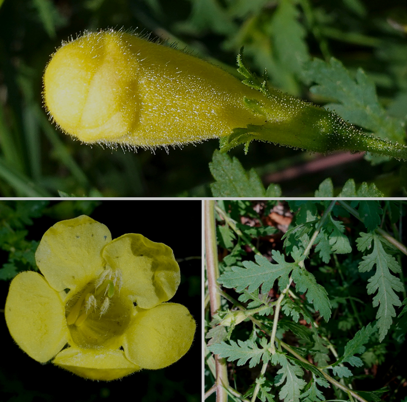 Aureolaria pedicularia Friedman