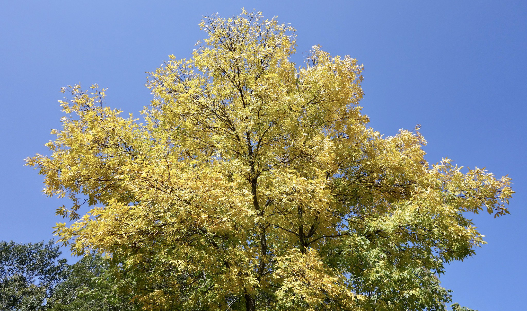 Fraxinus pennsylvanica 312-90-B Friedman