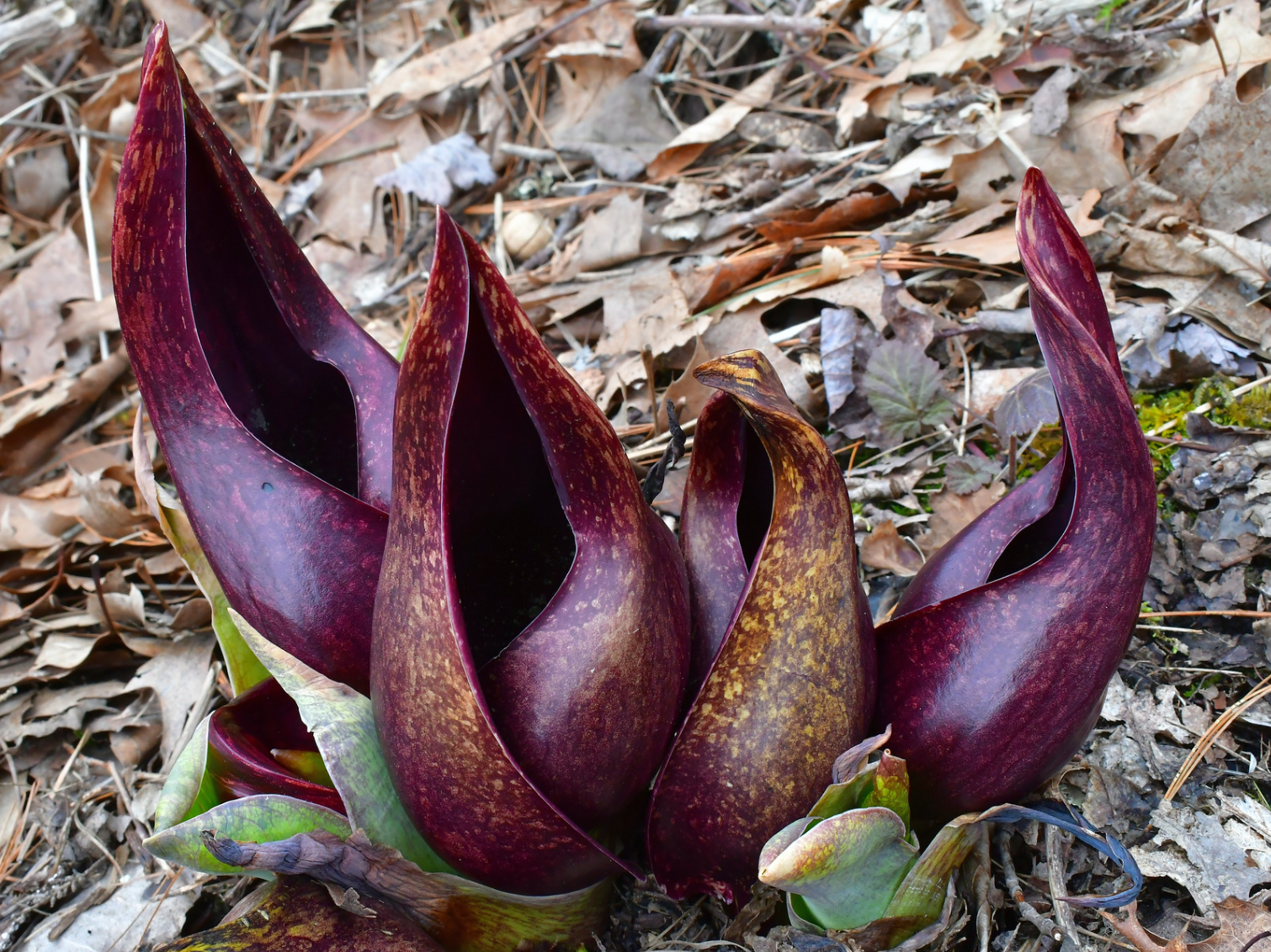 Teardrop-shaped purple flowers with brown spots