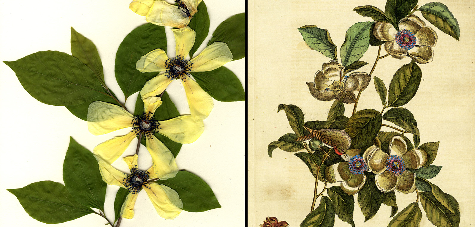 Voucher specimen of Stewartia malacodendron and botanical illustration of the plant by Mark Catesby