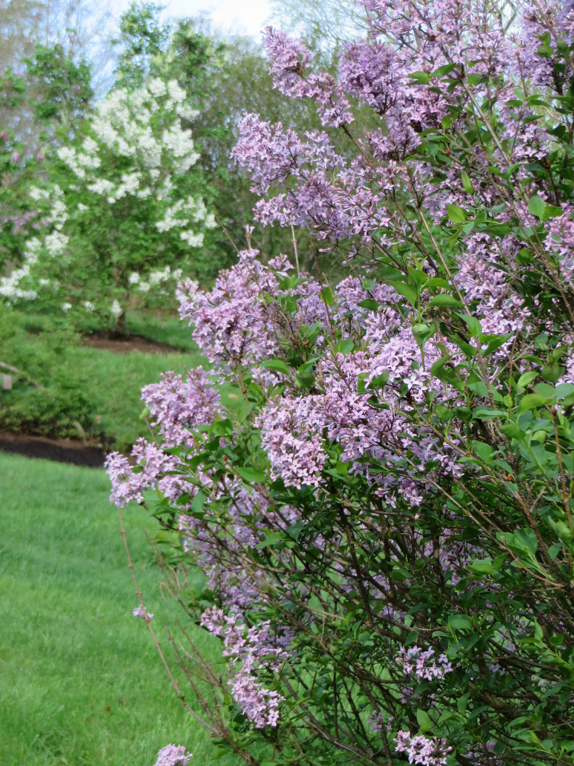 Purple Haze' Lilac - Arnold Arboretum