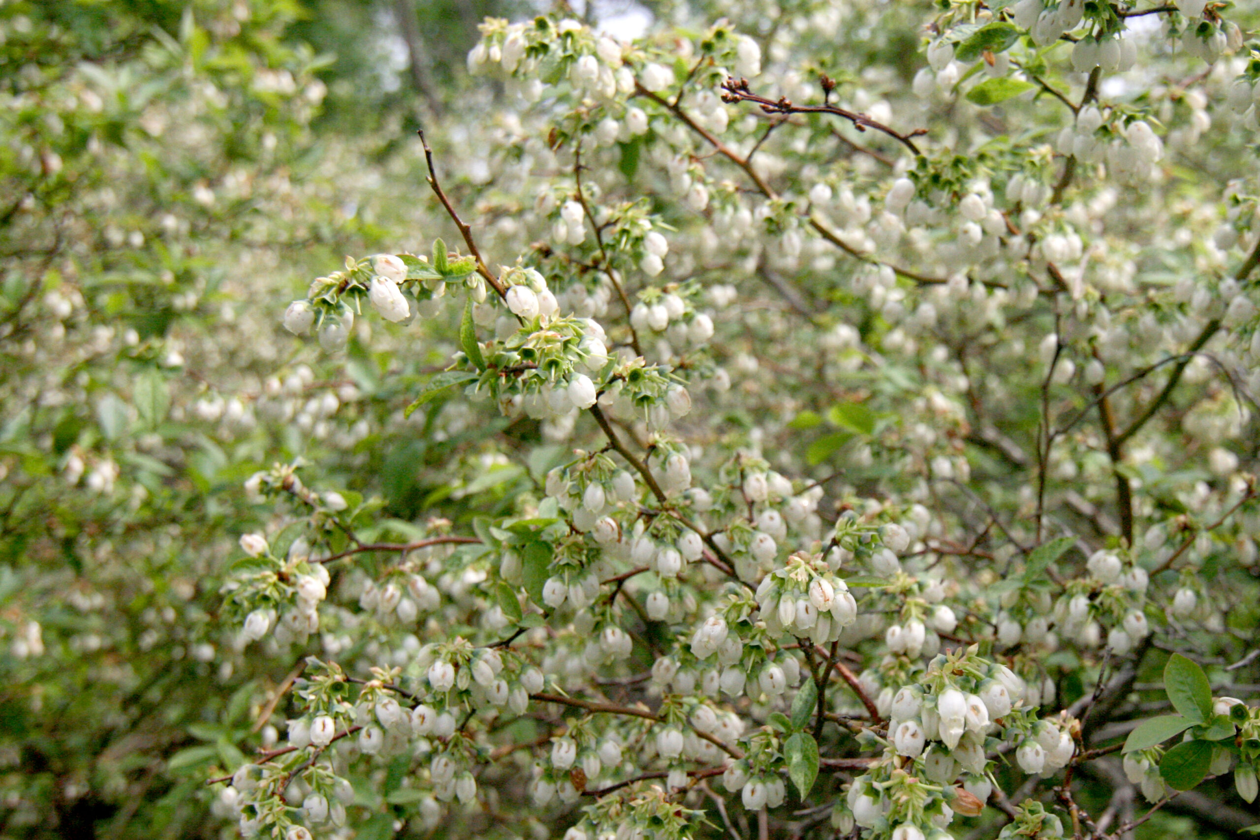 White flowers of highbush blueberry