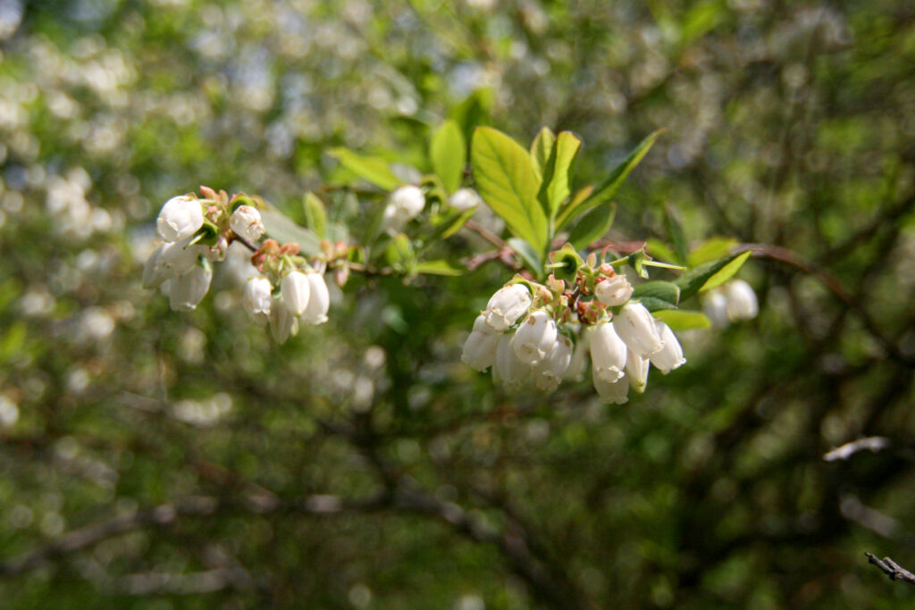 White flowers of highbush blueberry