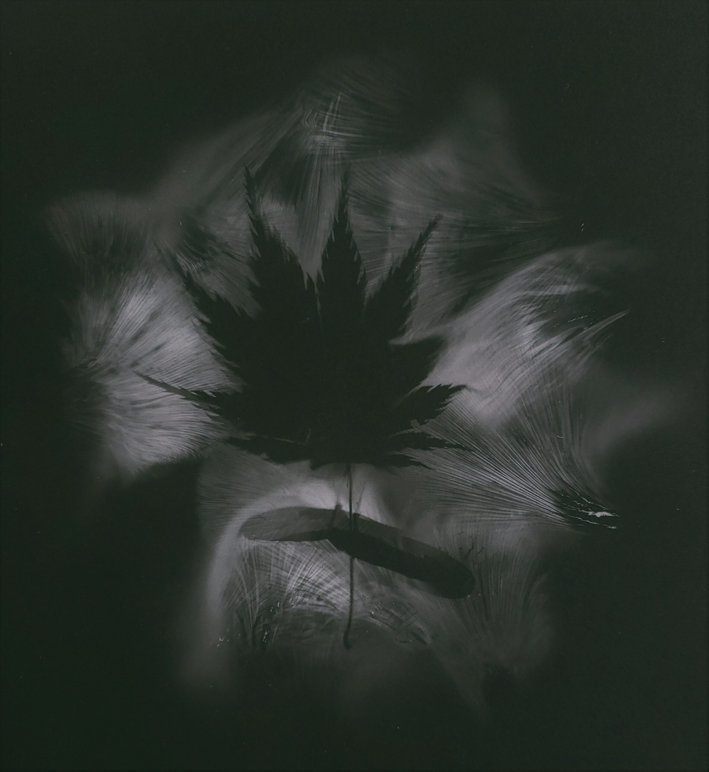 Art print maple leave and seeds, light and drak image