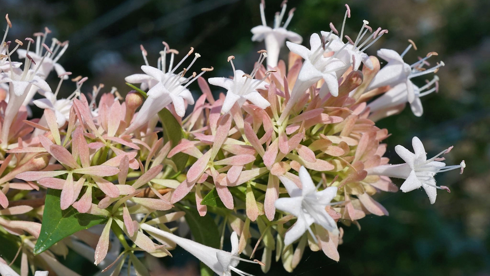 Abelia chinensis 1023-85-A Friedman