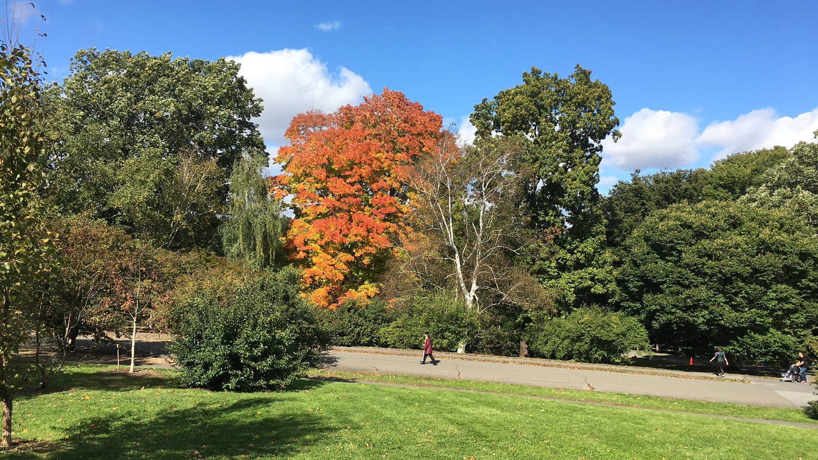 Acer saccharum 342-2012-A Friedman