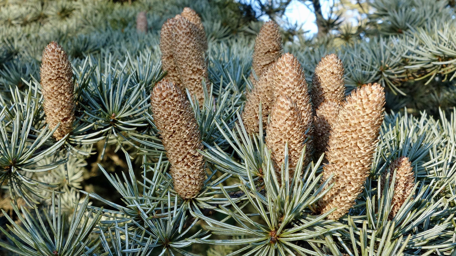 Cedrus libani 271-47-A Friedman