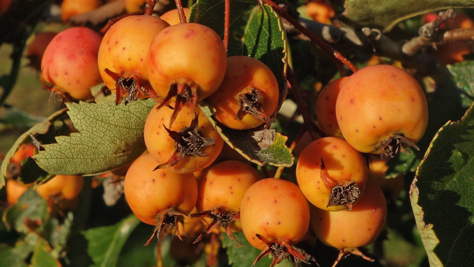 Crataegus nitida 85-85-B Friedman