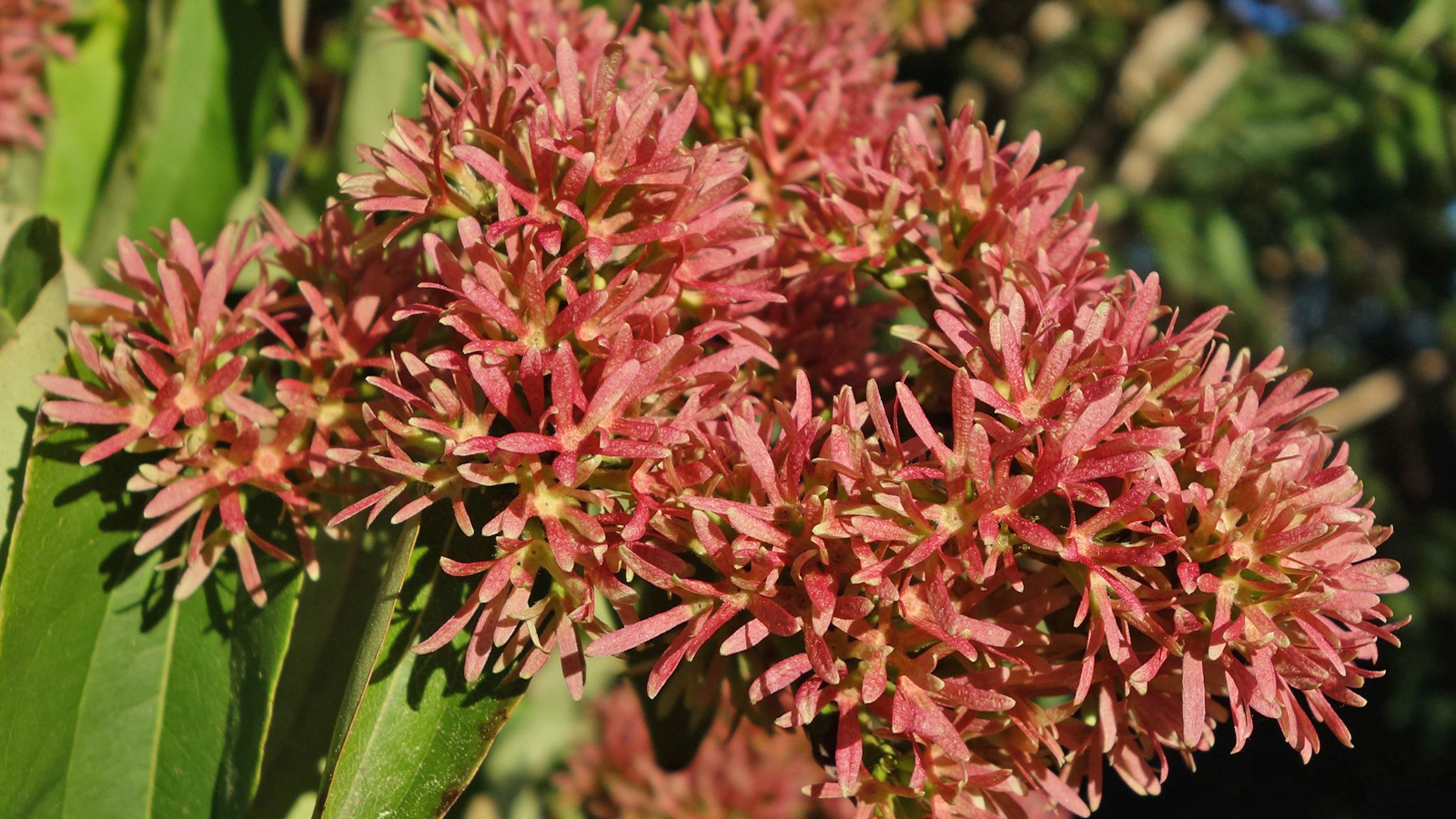 Heptadocium miconioides 425-91-D Friedman