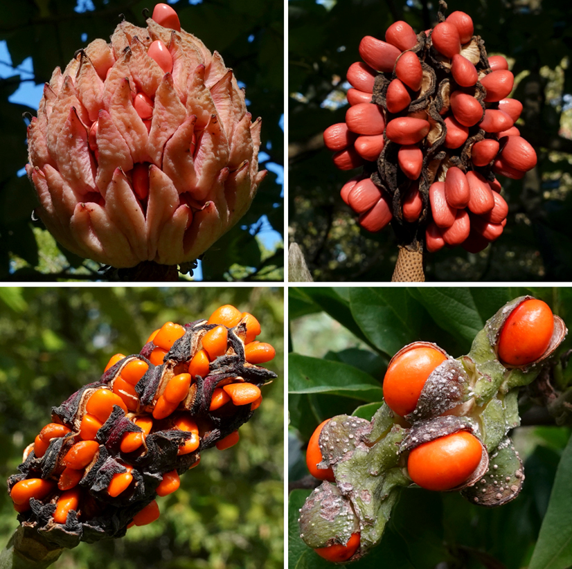 Magnolia Seeds Friedman