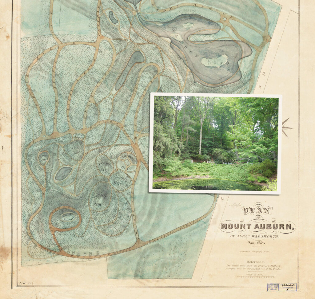 The Trees of the Silent Dell - Arnold Arboretum