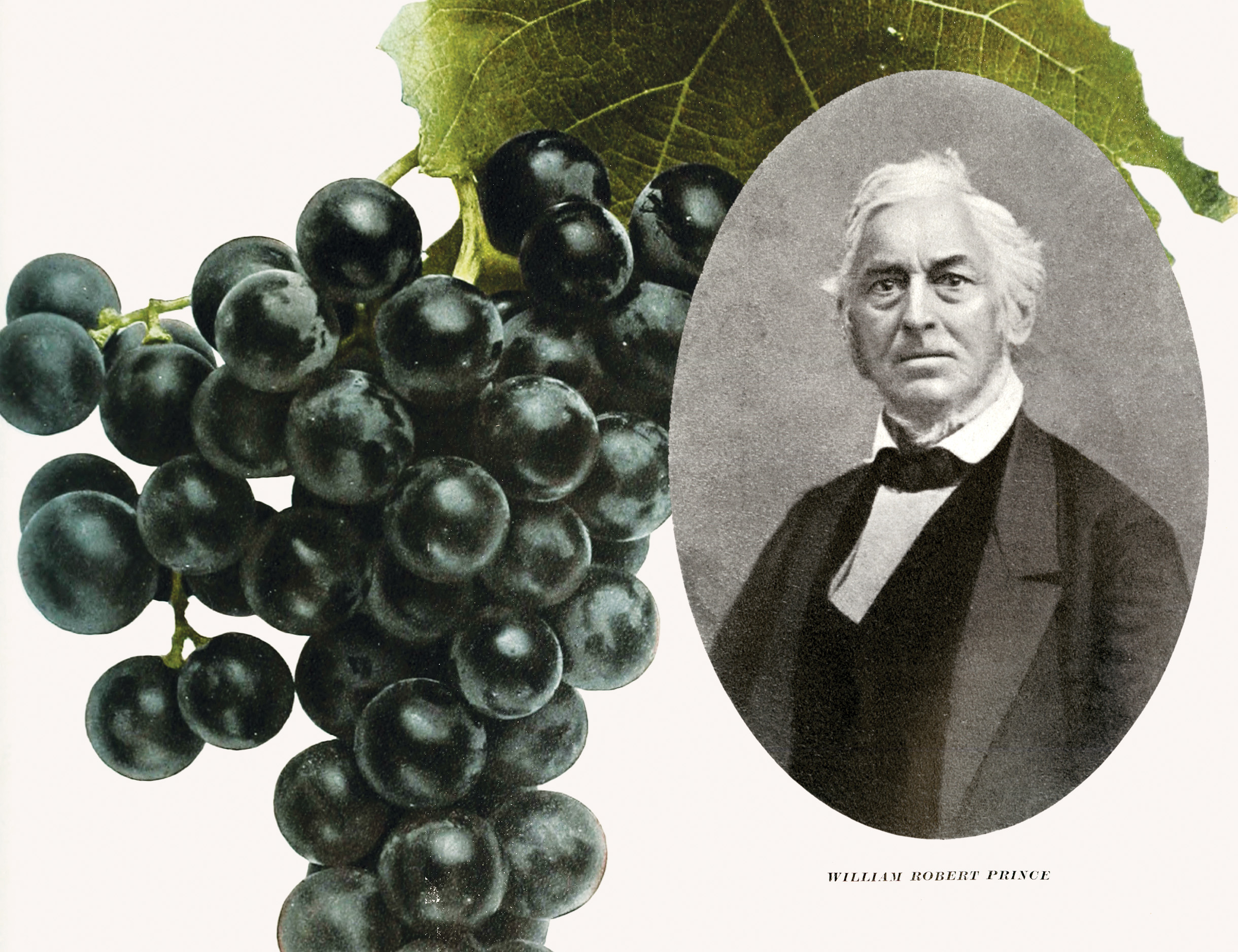 Photo of grape vine alongside photo of William Robert Prince.