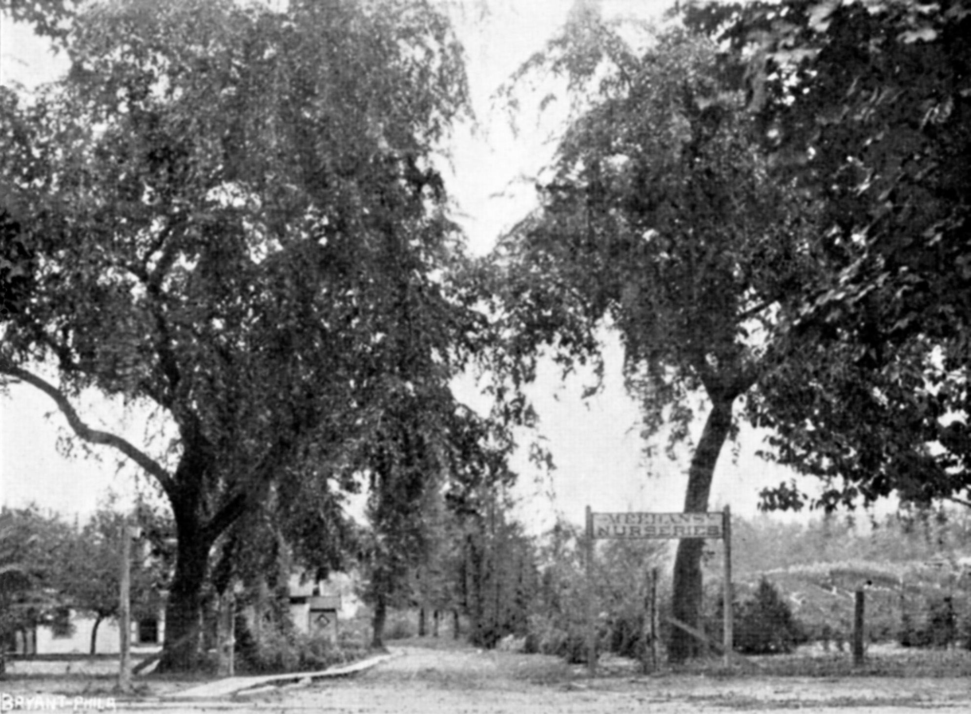 Thomas Meehan The Horticultural Popularizer Arnold Arboretum