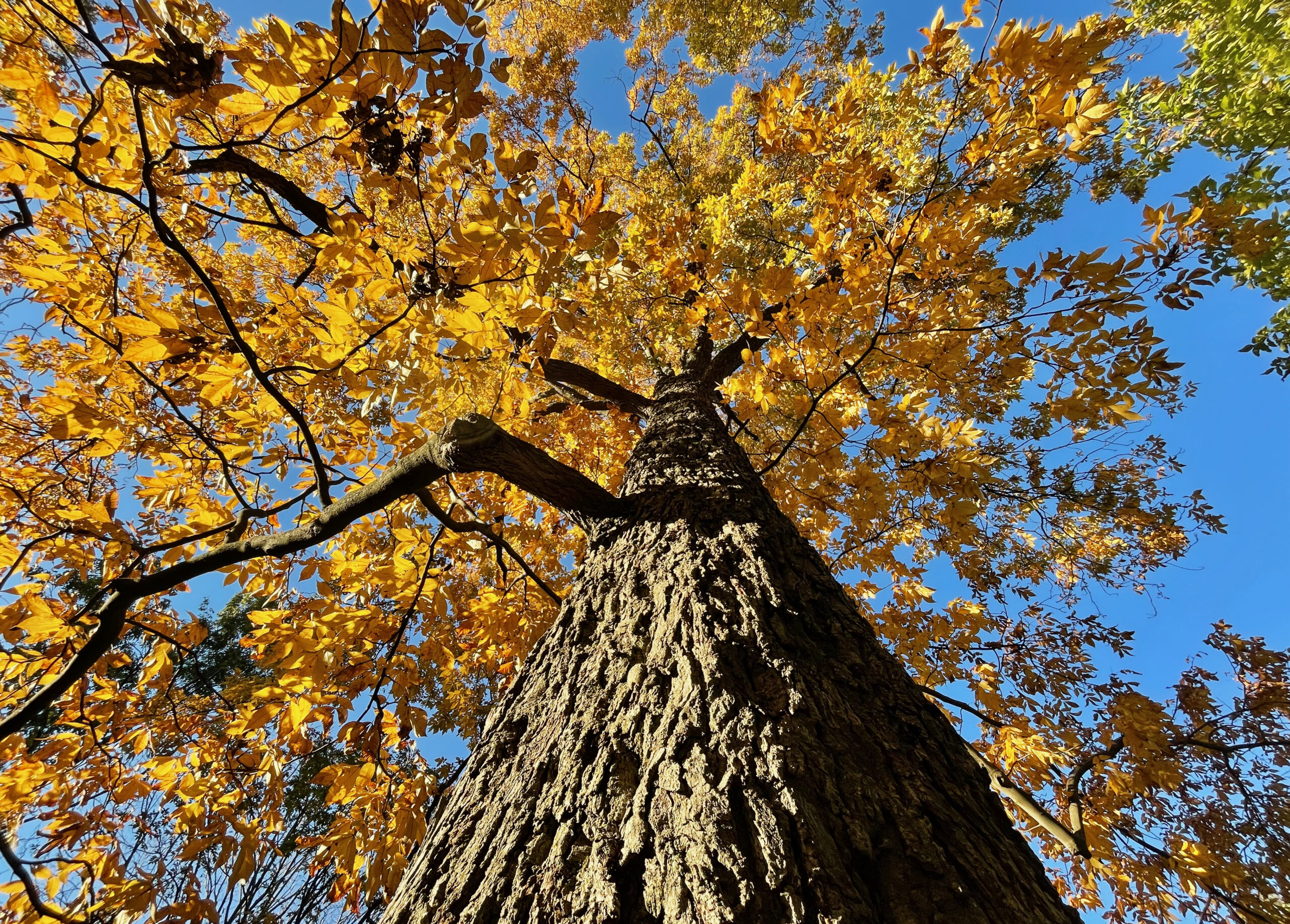 Hickories in Full Fall Regalia