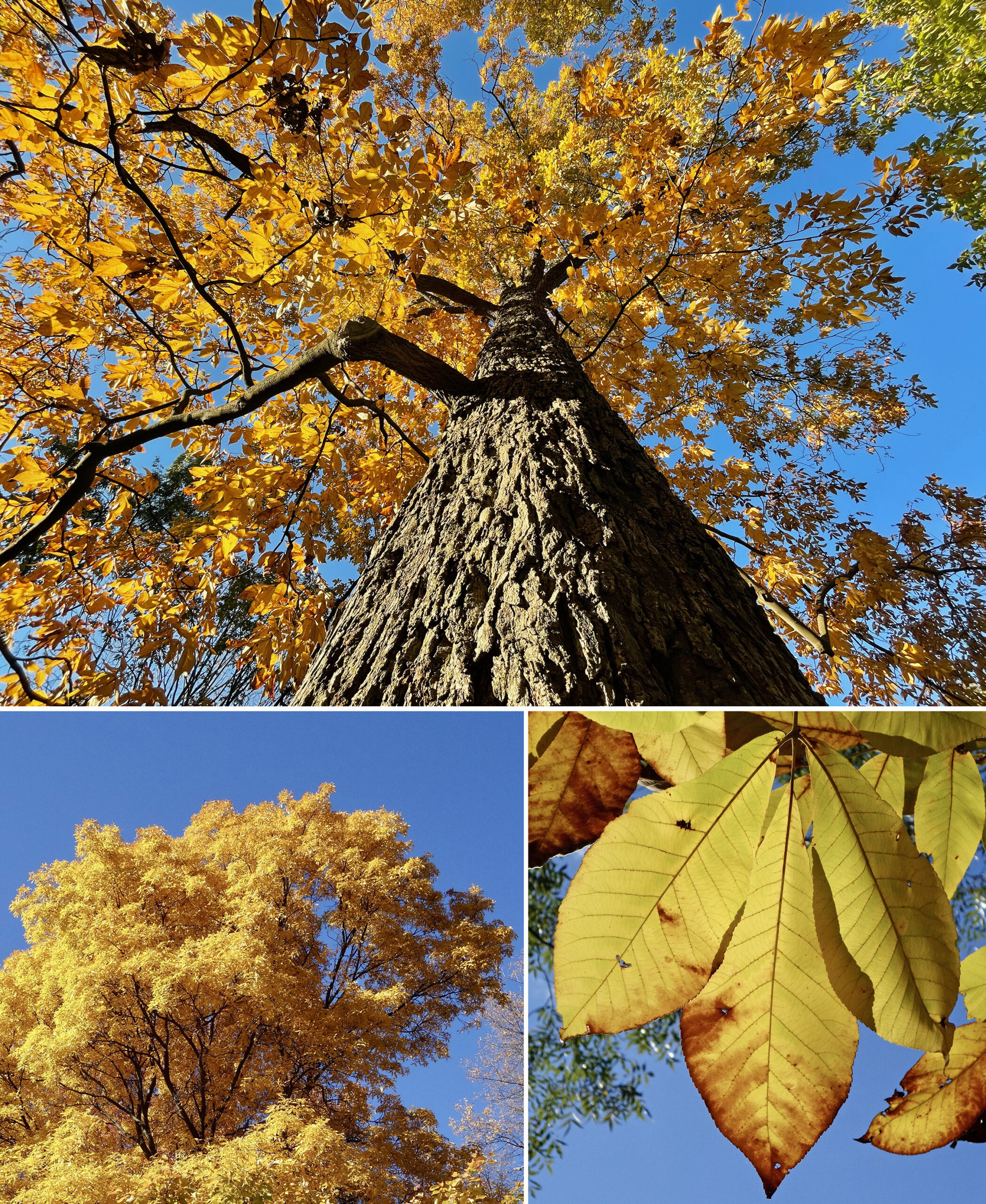 Carya glabra and Carya laciniosa by Ned Friedman