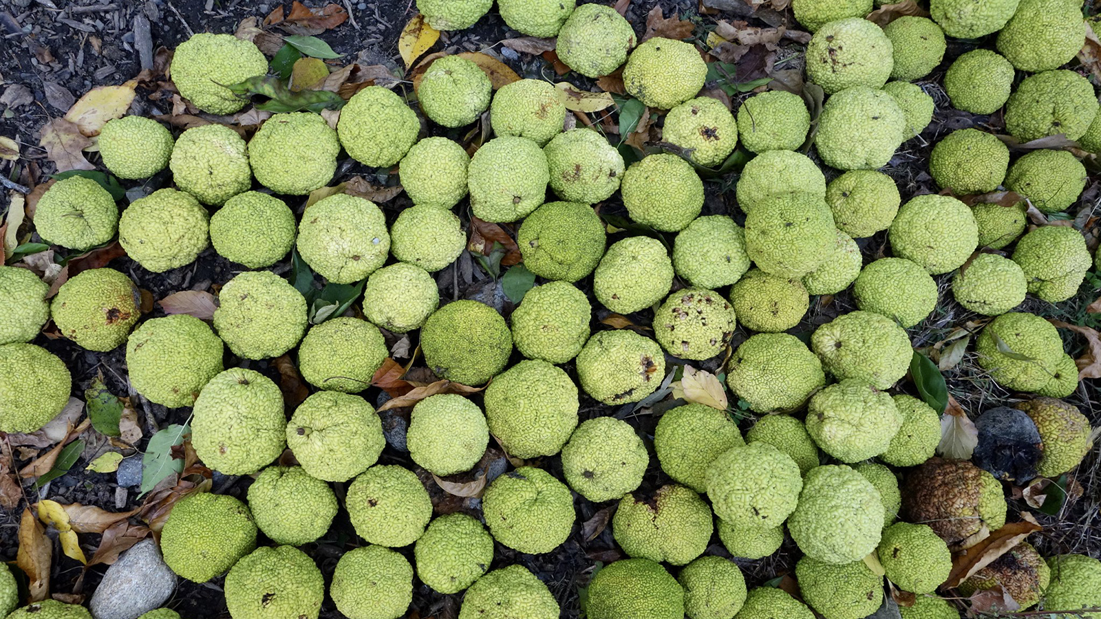 Maclura pomifera 471-36-B Friedman