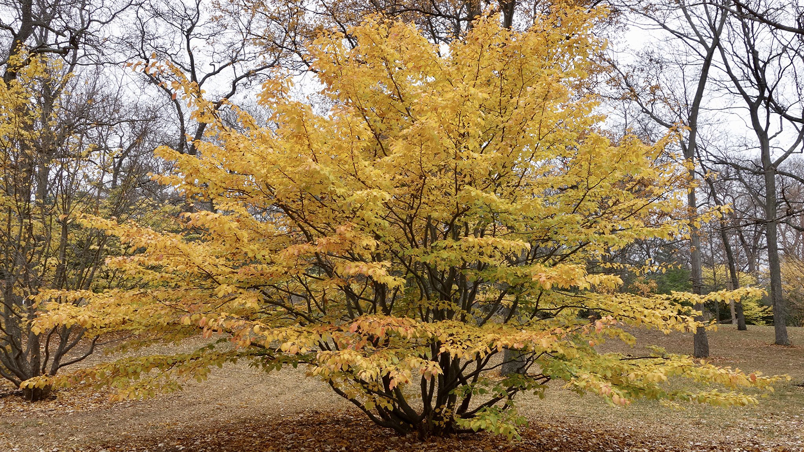 Parrotia persica 'pendula' 629-87-A Friedman