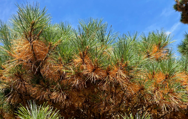 Evergreens Are Deciduous Too!