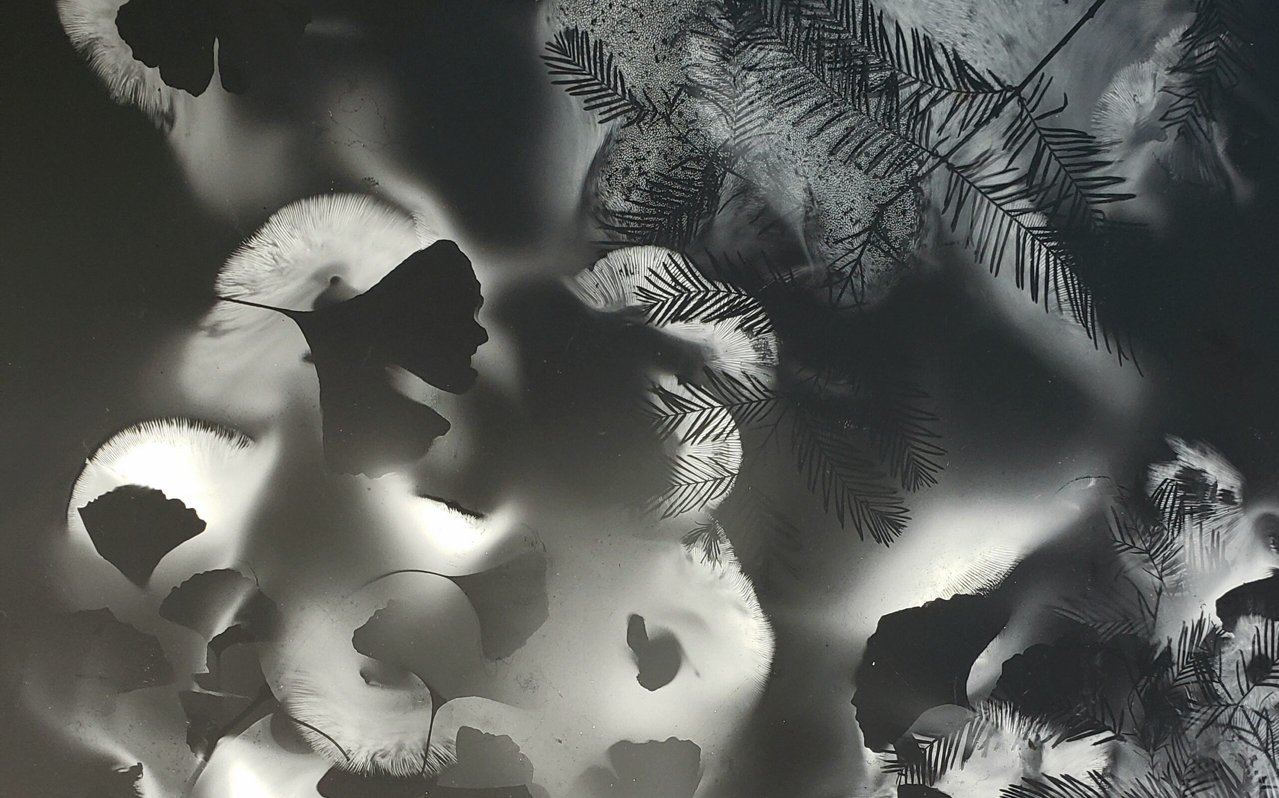 Art leaves in light and dark