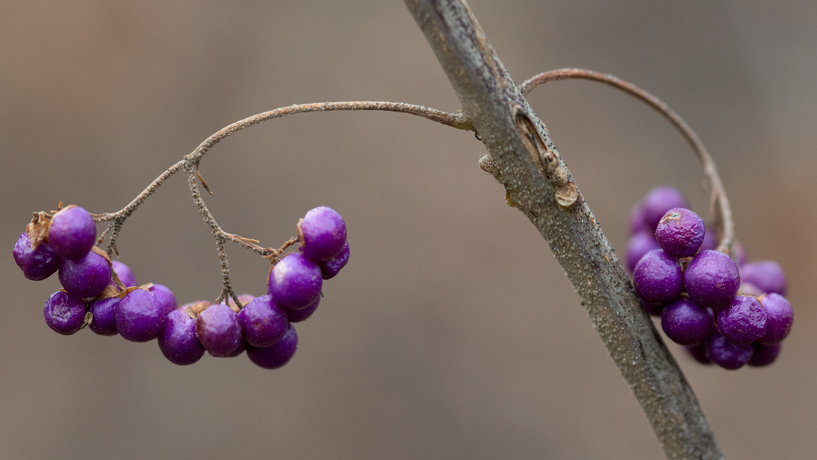 501-90-B Callicarpa dichotoma Schissler