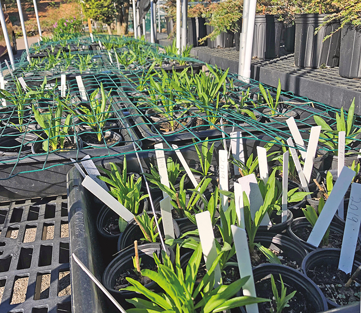 Liatris seedlings at the Dana Greenhouses by Andrew Gapinski