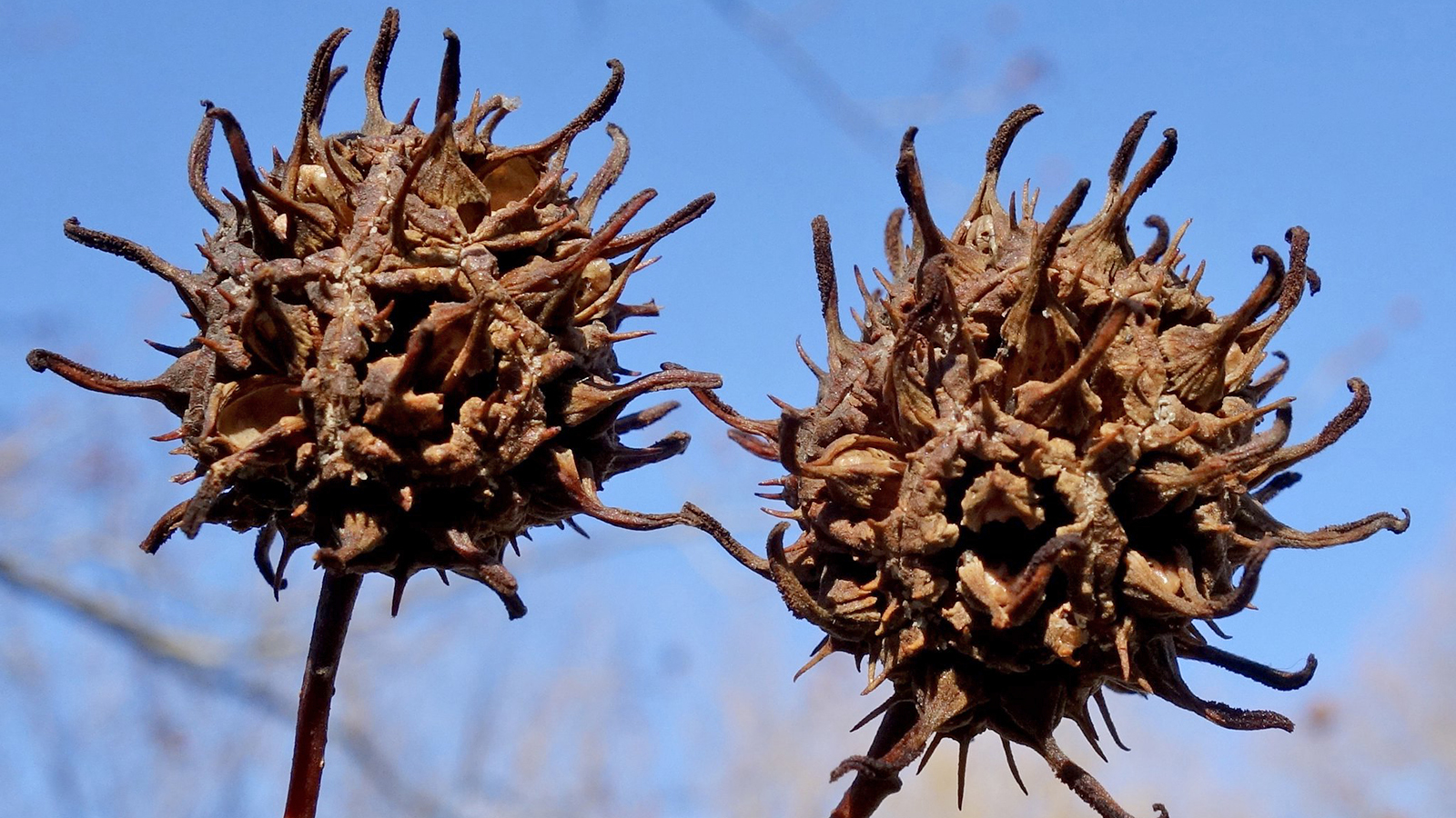 Liquidambar acalycina 1634-80-A Friedman