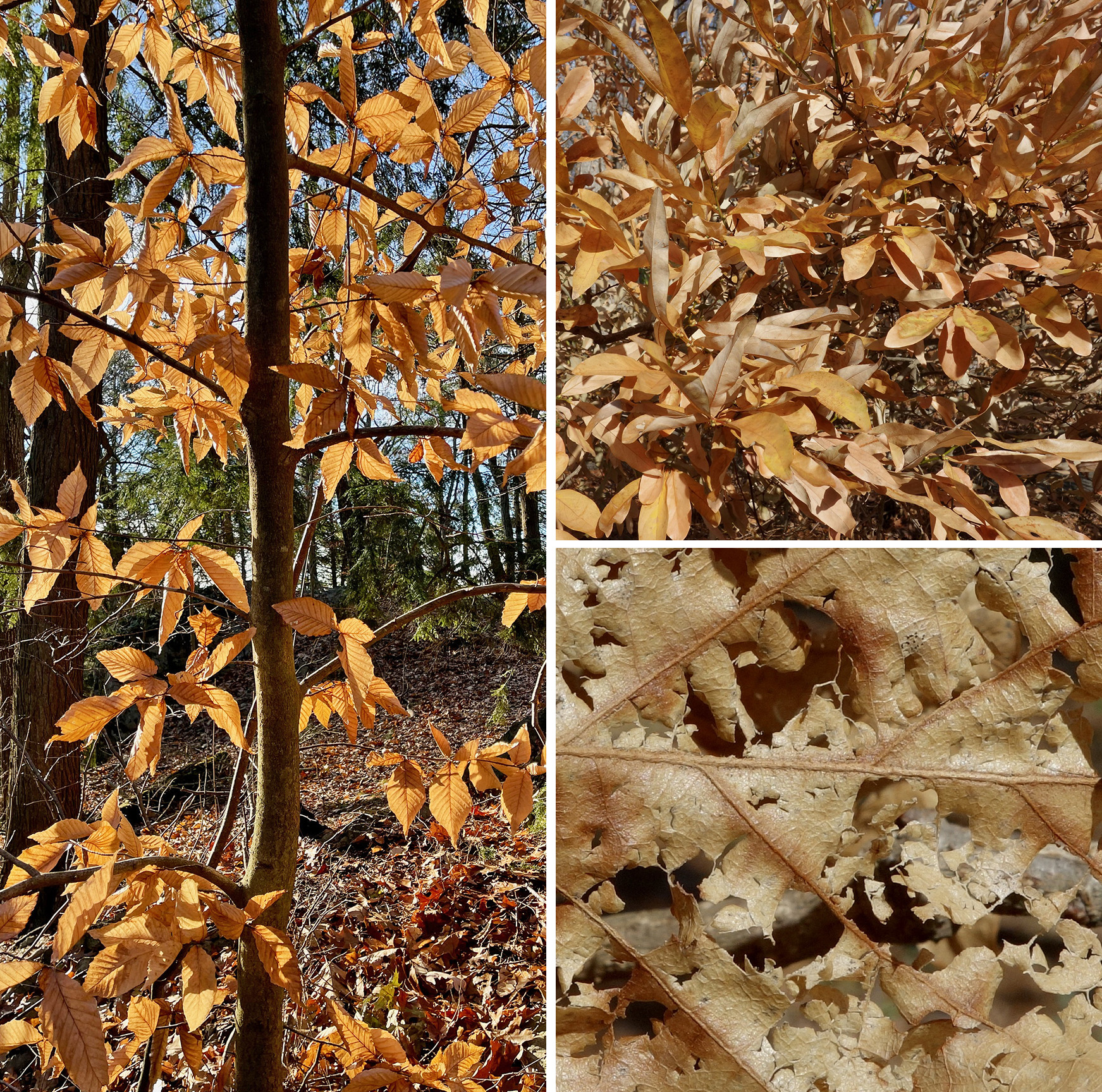 Marcescence in the Arboretum by Ned Friedman