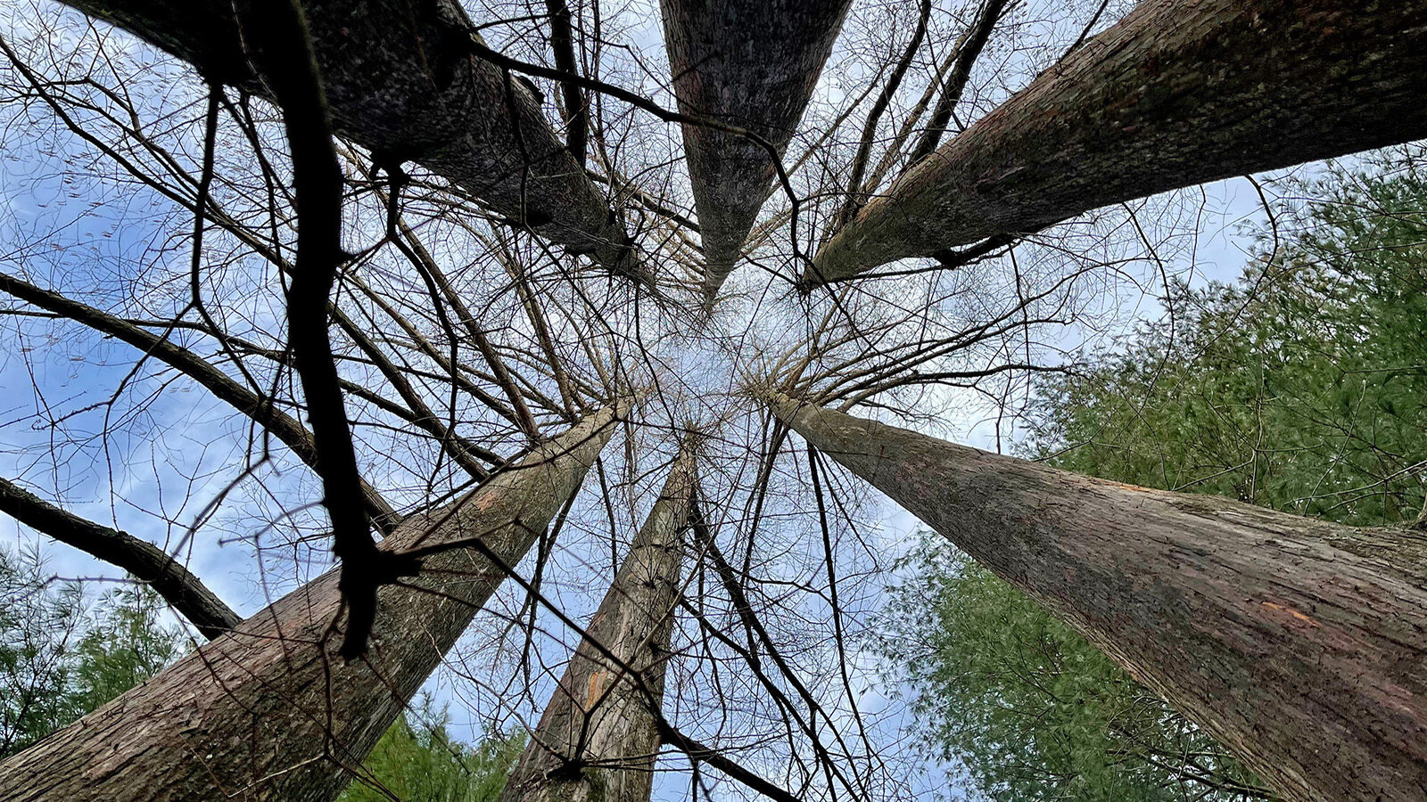 Metasequoia glyptostroboides 3-48-A Friedman