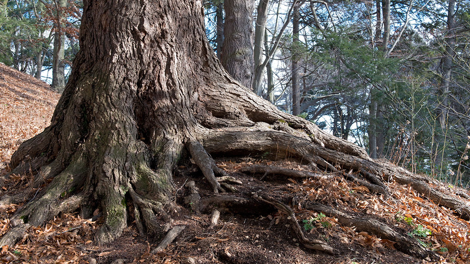 Tsuga canadensis 144-2011-A Schissler