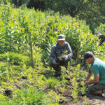 Staff plant wildflowers in a meadow