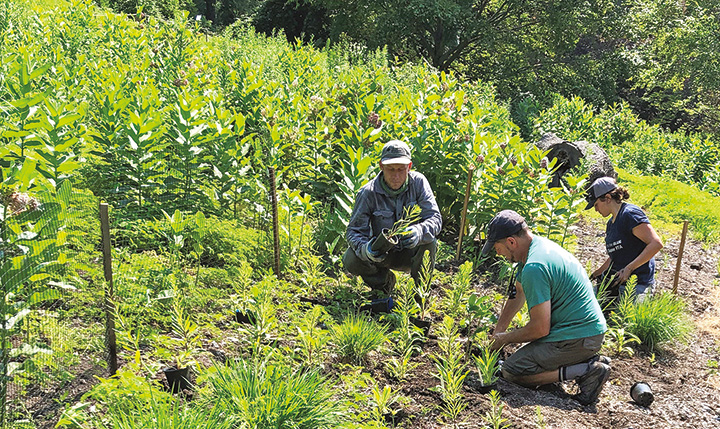 liastris planting at the Arboretum by Andrew Gapinski