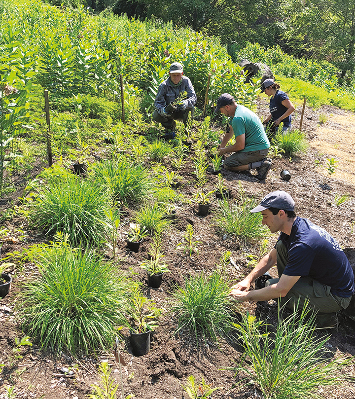 liastris planting at the Arboretum by Andrew Gapinski