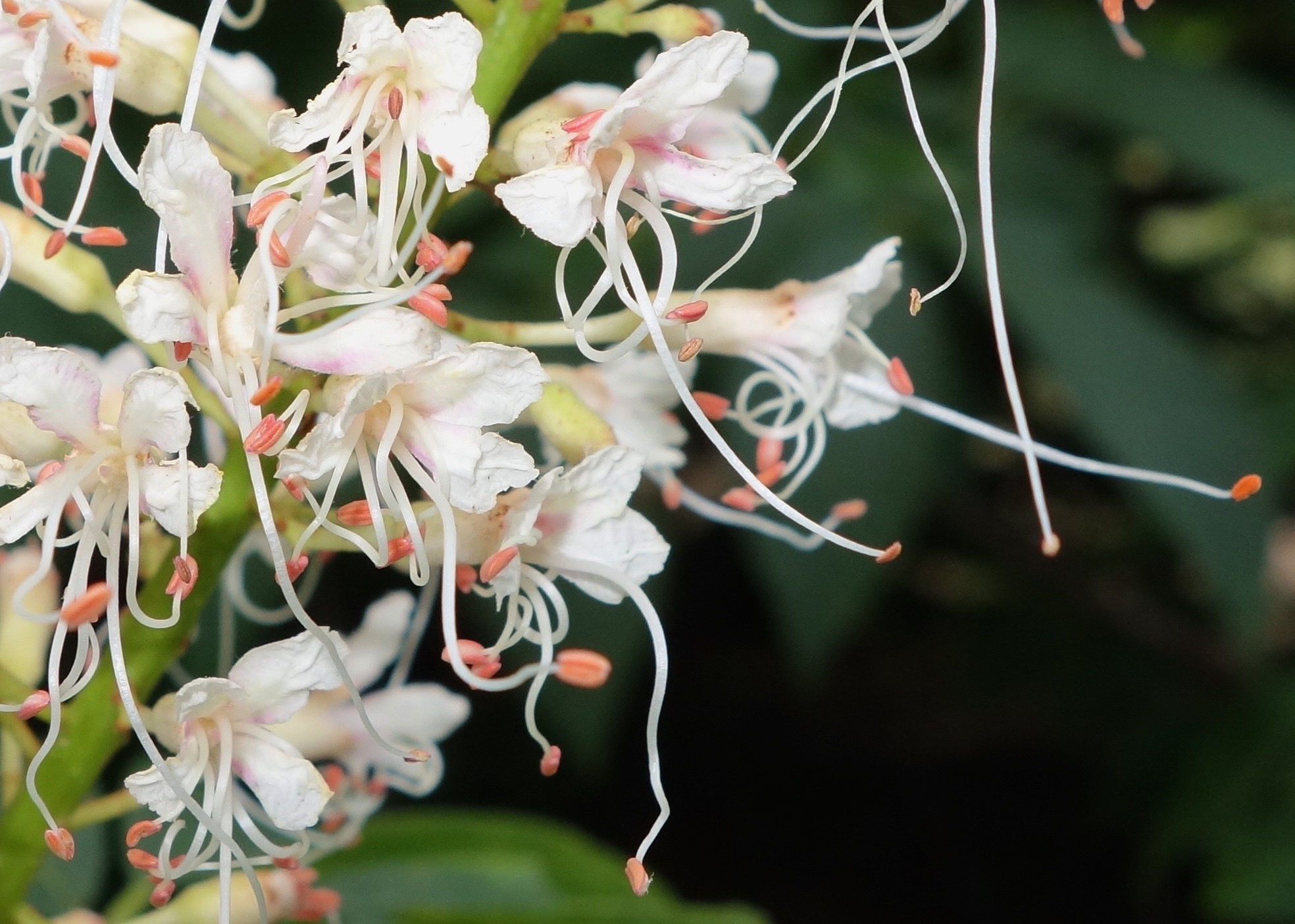 Clump of white flowers with long pink stamens