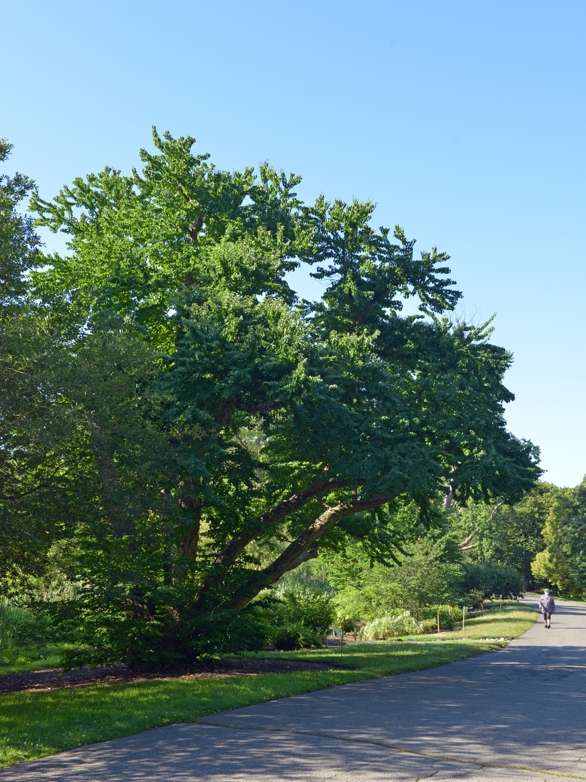 Cercidiphyllum japonicum, Katsura Tree (882*A) - 1878