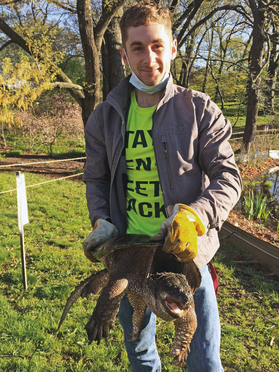 Snapping Turtle removed from Rehder Pond