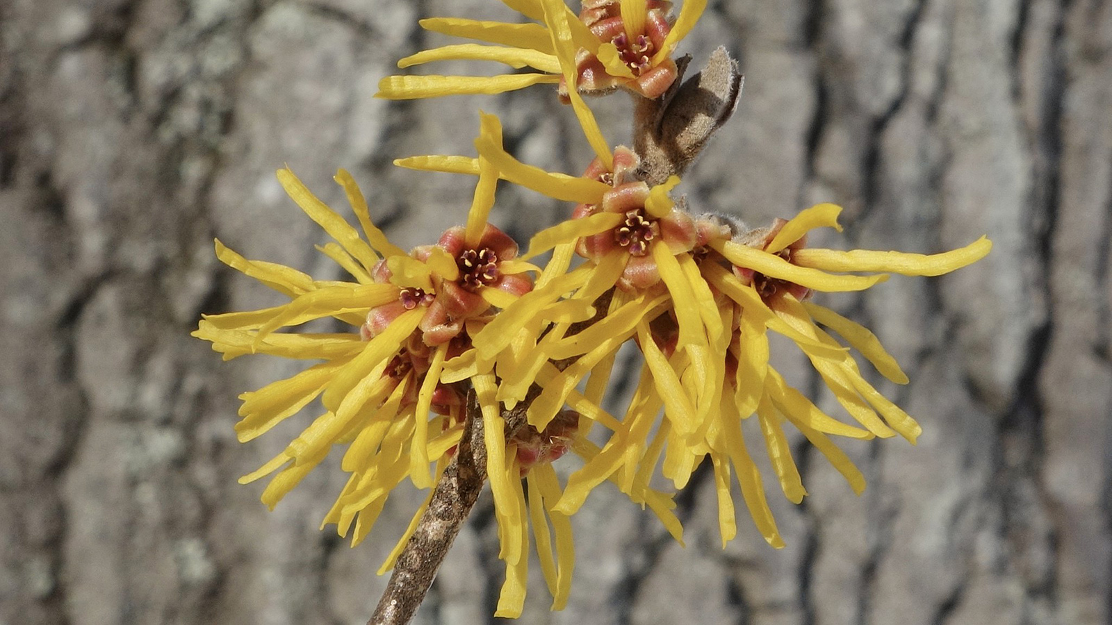 Hamamelis 'Brevipetala' 678-89-A Friedman